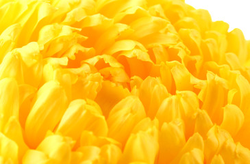 bright yellow chrysanthemum, isolated on white