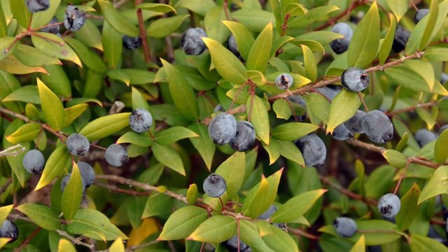 SARDEGNA MIRTO MIYRTUS CESPUGLIO