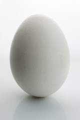 White egg isolated on white background