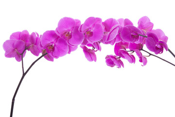 Obraz na płótnie Canvas różowe kwiaty orchidea na białym tle
