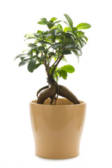 ficus ginseng