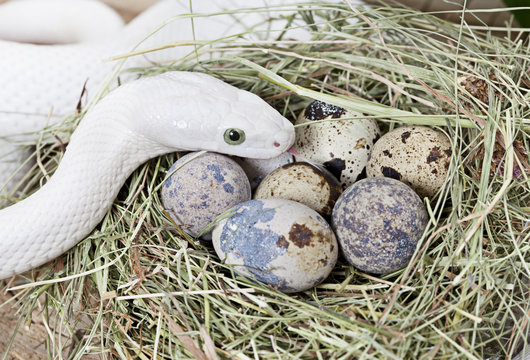 Texas rat snake on a clutch of eggs