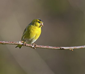 Siskin