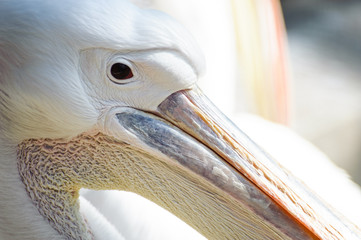 ペリカンの顔