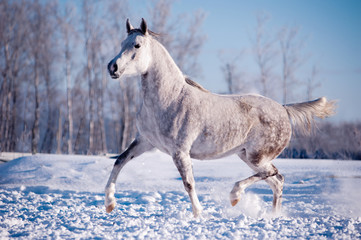 Plakat bezpłatny biały koń na tle zimy