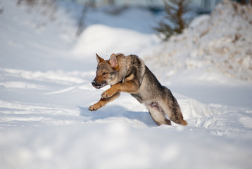 czechoslovakian wolfdog puppy