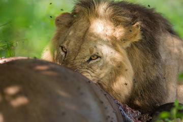 Lion eating buffalo carcass