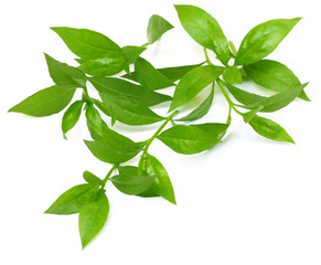 Henna leaves over white background