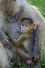 Baby Baboon breast feeding