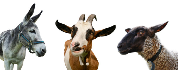 Farm animals © johny87