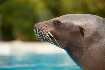 sea lion