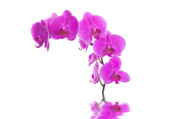 pink flowers orchid on a white background