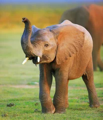 Crédence de cuisine en verre imprimé Éléphant Éléphanteau