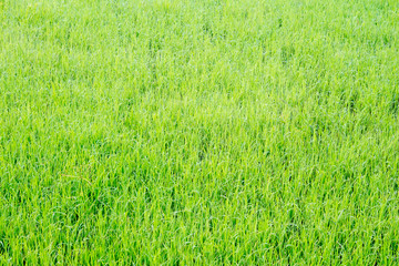 Obraz premium Rice fields in Thailand.