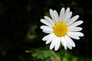 Fototapeta premium Leucanthemum vulgare