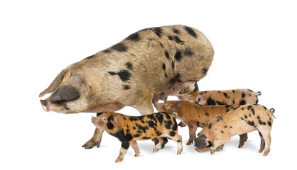 Oxford Sandy and Black piglets, 9 weeks old, suckling sow © Eric Isselée