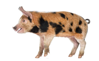 Side view of an Oxford Sandy and Black piglet