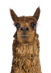 Front view Close-up of Alpaca against white background