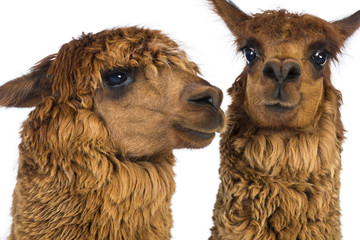 Close-up of Two Alpacas against white background