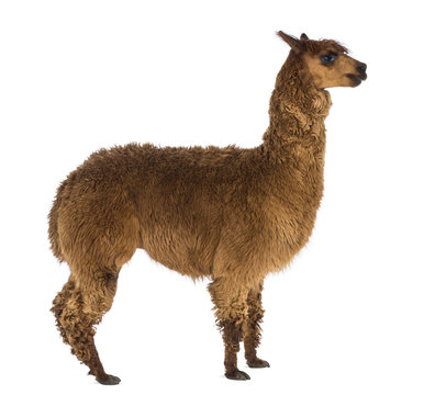 Side view of an Alpaca against white background © Eric Isselée