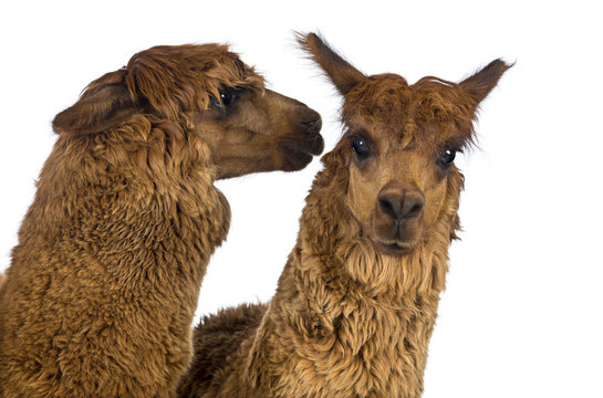 Alpaca whispering at another Alpaca's ear © Eric Isselée