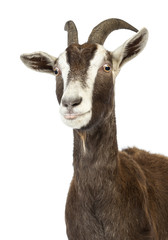 Close-up of a Toggenburg goat
