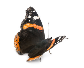 Obraz premium Old, damaged Red Admiral butterfly, Vanessa atalanta