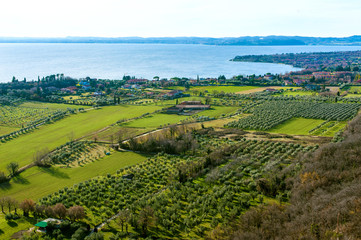 Obraz premium coast of garda lake, desencano, italy (olives fields)