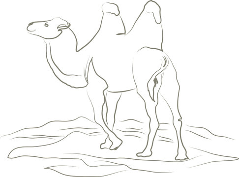 Ein Kamel in der Wüste, Säugetier mit enormen Wasserspeichervermögen in den Höckern