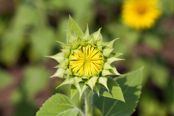 Field with sunflowers