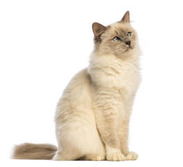 Birman sitting and looking up, crossed-eyes