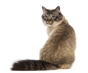 Obraz premium Rear view of a Birman sitting and looking back