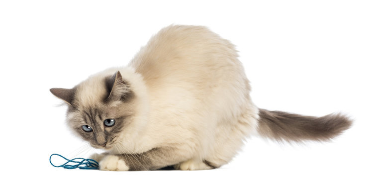 Birman playing with wool