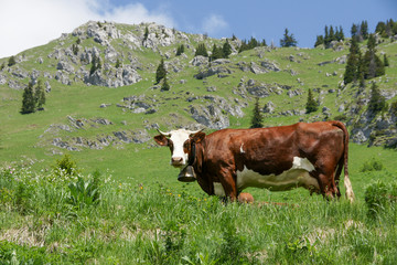 Vache