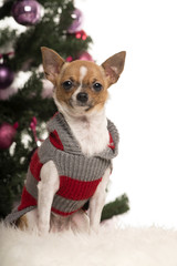 Chihuahua dressed and sitting in front of Christmas decorations