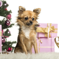 Chihuahua sitting in front of Christmas decorations
