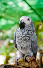 African Grey Parrot