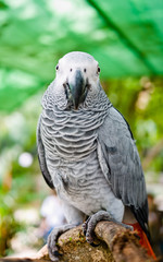 African Grey Parrot