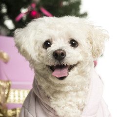 Bichon Fris&eacute; in front of Christmas decorations