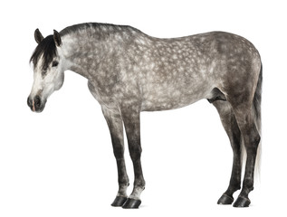 Fototapeta na wymiar Andaluzji, 7 lat, znany również jako hiszpańskiej Koń Czystej
