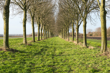 Row of trees in sunlight in winter