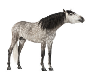 Andalusian, 7 years old, stretching its neck