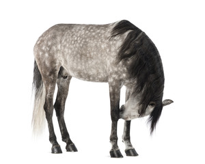 Andalusian, 7 years old, also known as the Pure Spanish Horse