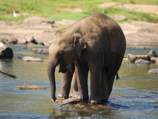 Baby elephants in the river on Sri Lanka