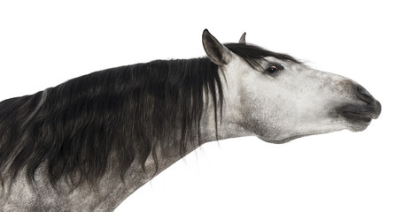 Close-up of an Andalusian head, 7 years old, stretching its neck