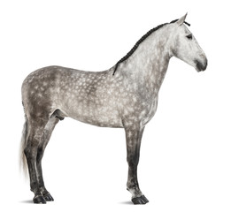 Andalusian, 7 years old, also known as the Pure Spanish Horse