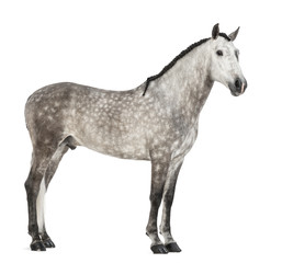 Andalusian, 7 years old, also known as the Pure Spanish Horse