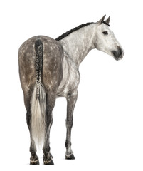 Rear view of an Andalusian, 7 years old, looking right