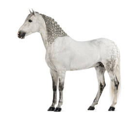 Fototapeta na wymiar Side view of a Male Andalusian with plaited mane