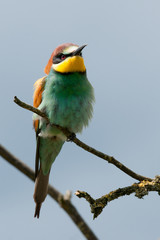 gu&ecirc;pier d'europe